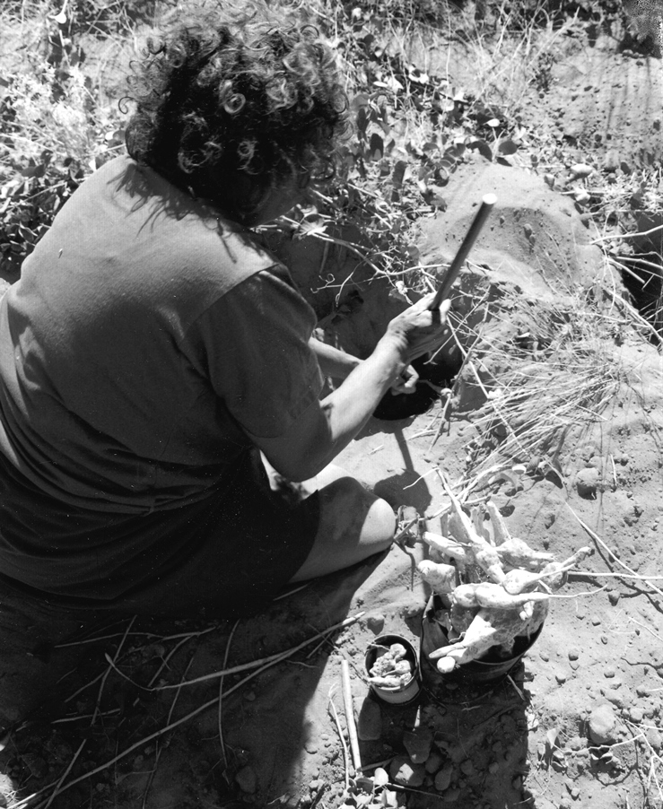 Dorothy Napangardi digging for yams.